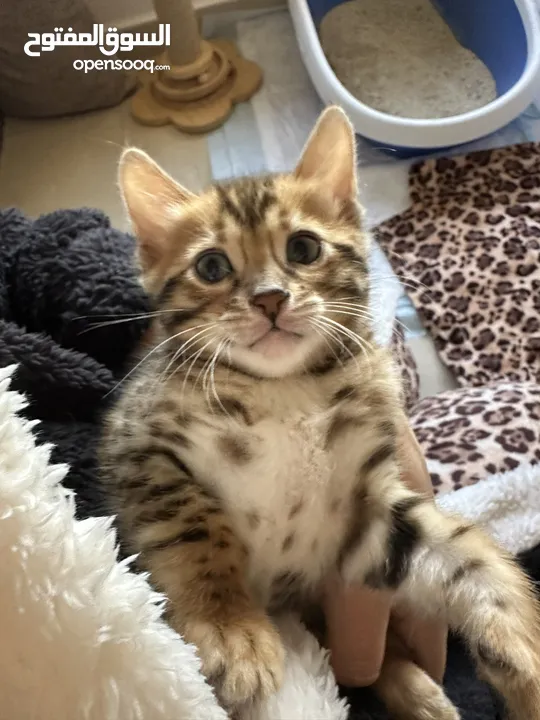 Bengal Kittens