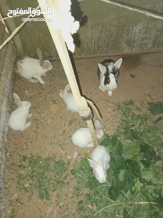 أرانب بلدي