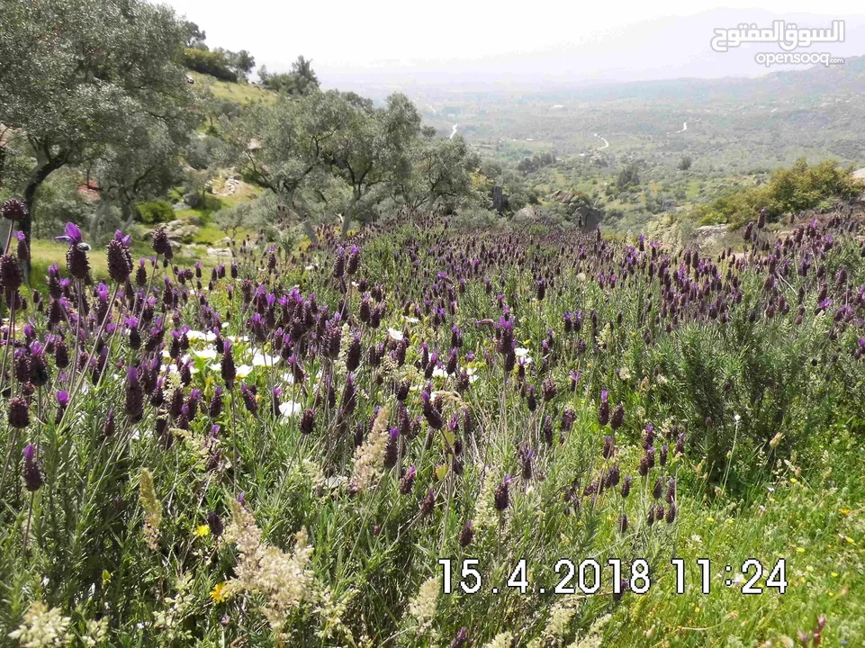 Olive grove, Bodrum / Turkey, 28.534m², organic cultivation, free from olive flies, panoramic view,