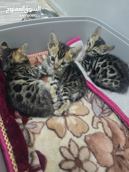 Bangal kittens available