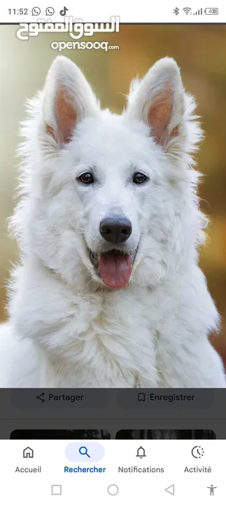 Berger suisse blanc