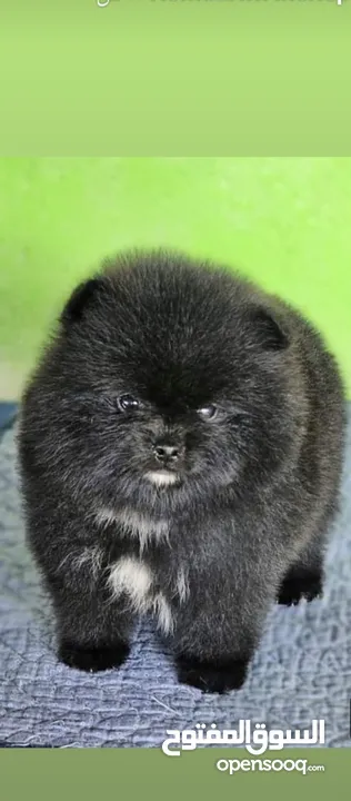 Pomeranian   Samoyed    Giant Malamute