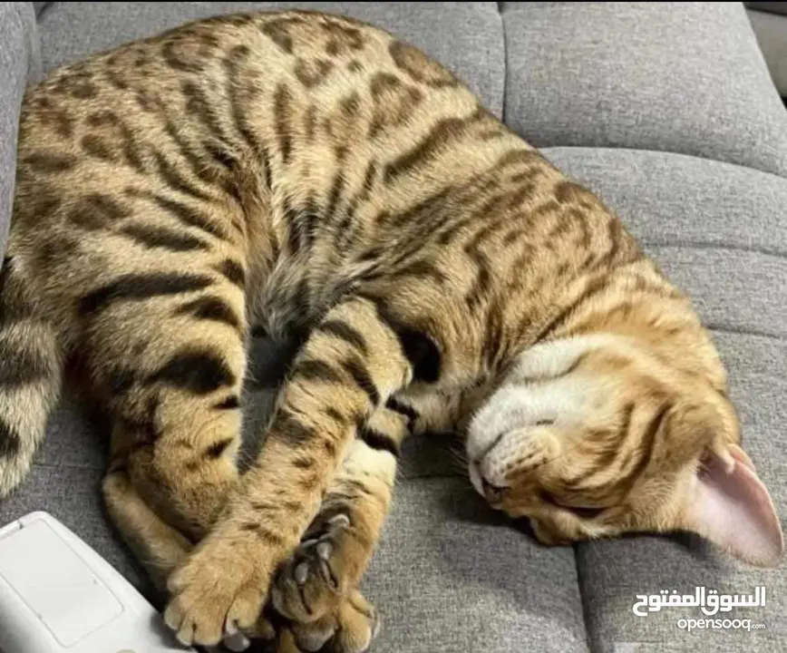 Bengal cat for sale or swap to scottish fold