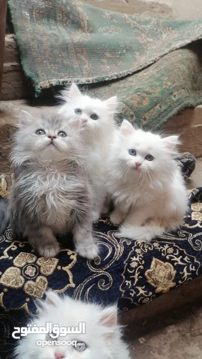 5 قطط شيرازي كيوت اناث وذكور