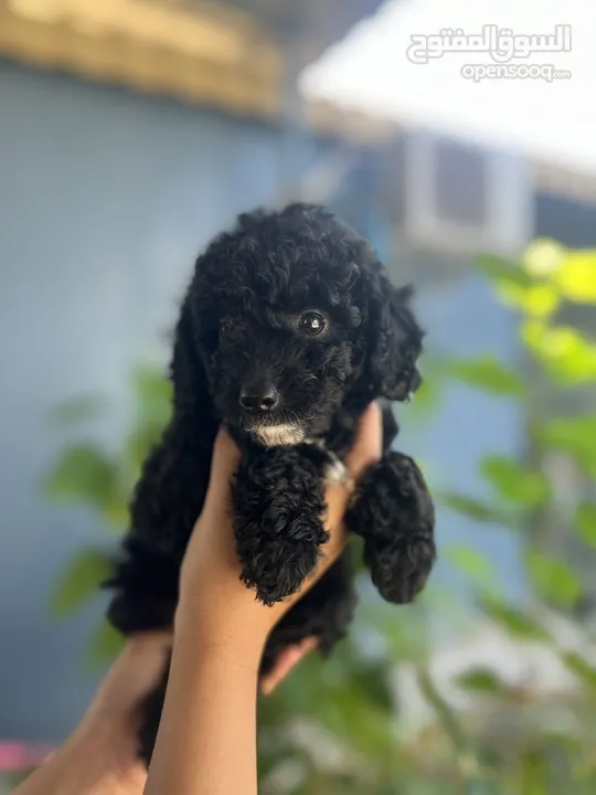 Cute poodle