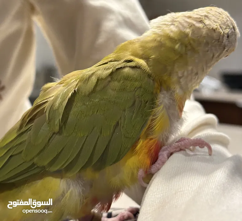 فرخ كنيور أناناس " pineapple conure “