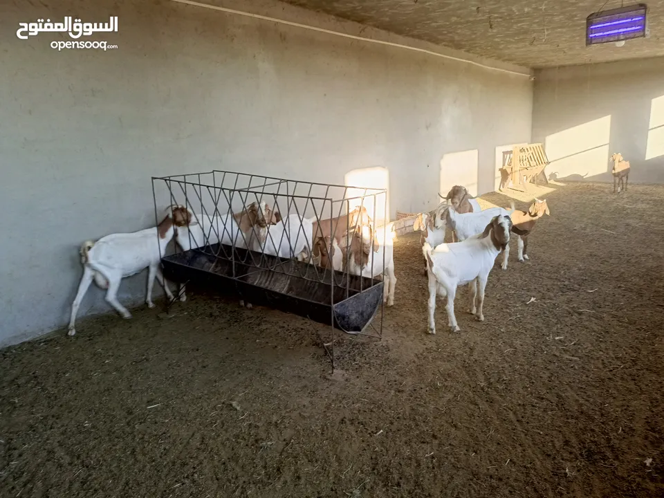 ماعز خليط موجود كمية