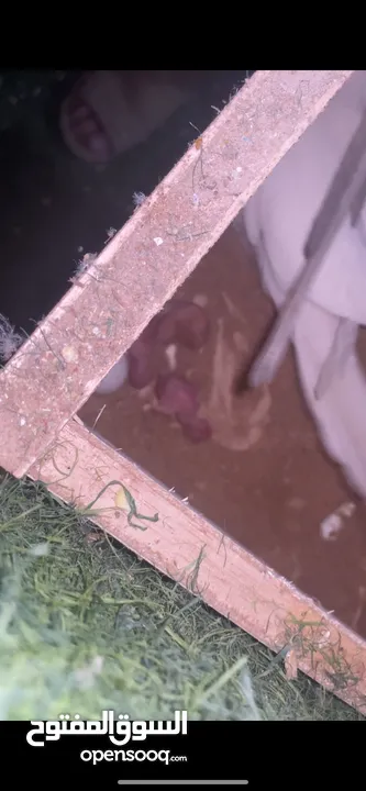 جوز دره البينو تحتو 3 فراخ و ضل بيضتين