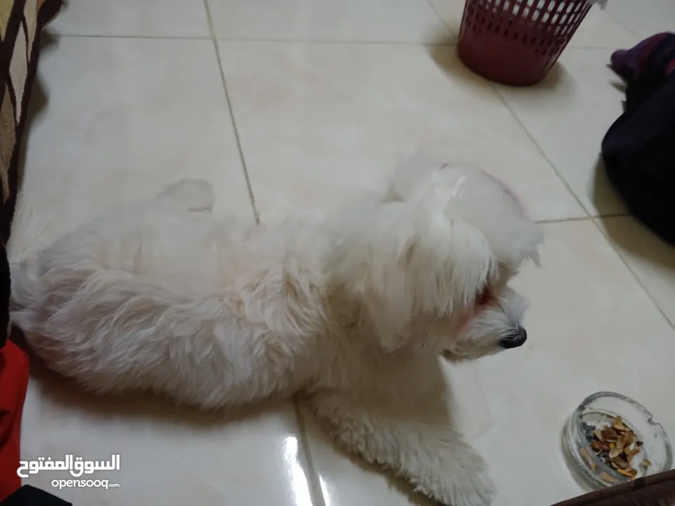 كلب فرنش تيرير للبيع