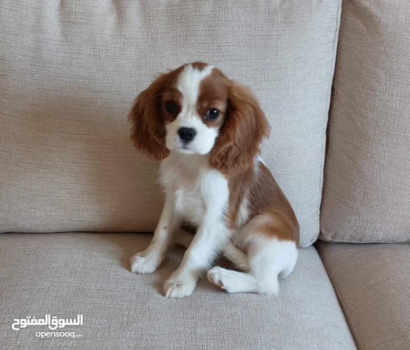 Cavalier King Charles Spaniel كلب كنق كافالير