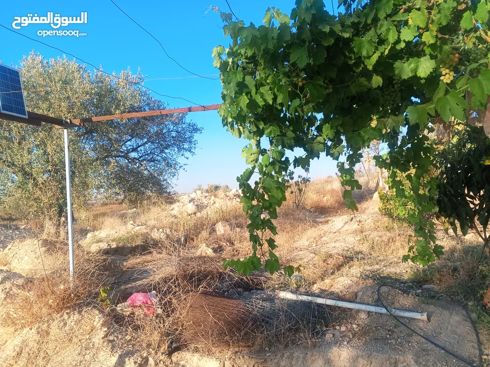بيت مستقل تقريبا مزرعه مشيكه كامله مزروعع عنب وحمضيات مساحه البناء 160م وغرفه خارجيه 40م الواقع احلا