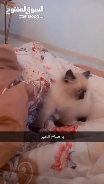 للبيع هملايا لعوبه