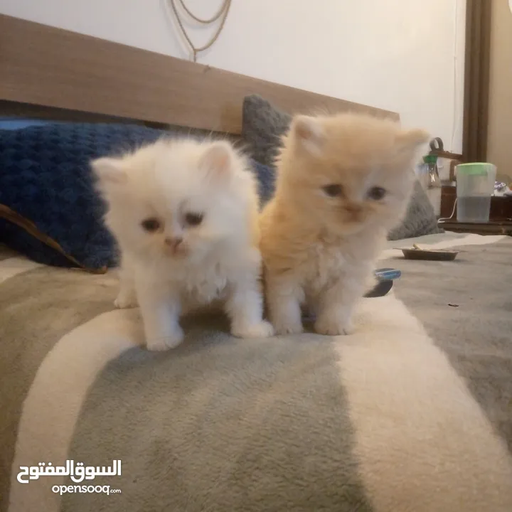 قطط شيرازي للبيع Persian cats for sale