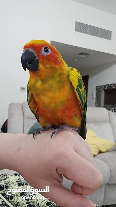 Hand tamed Sun Conure. His name is Cookie.