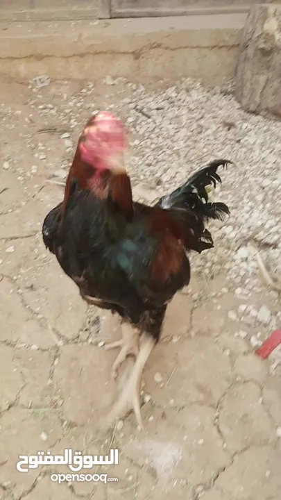 دجاج بكستاني