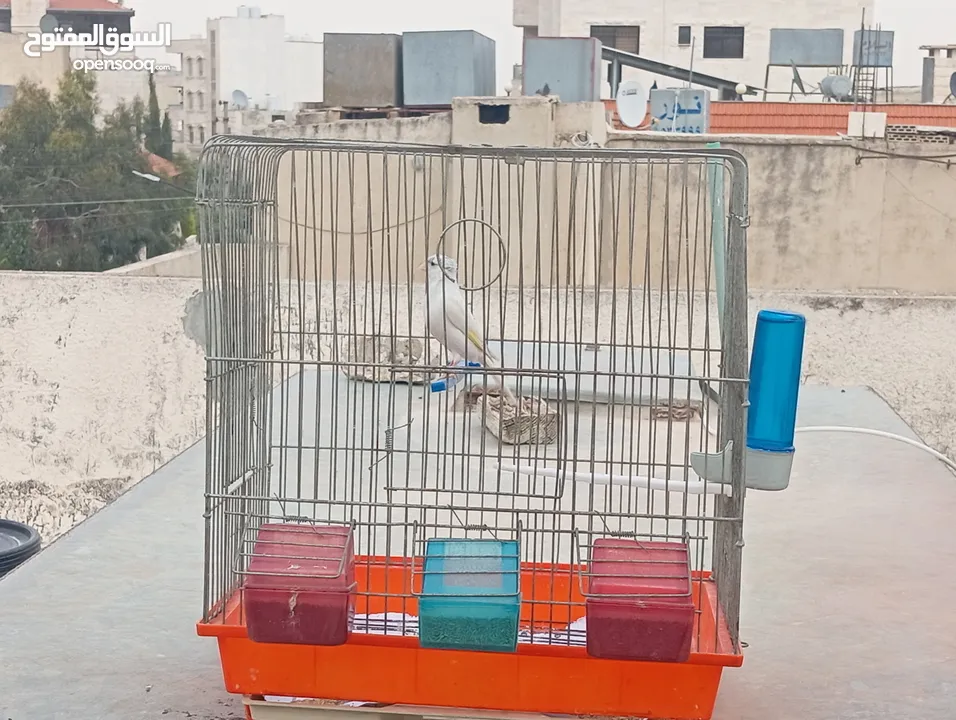 جوز كرزي وطيرة بيضا اقرأ الوصف