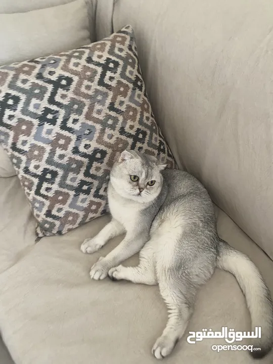 ذكر سكوتش فولد ابيض للتزاوج grey shaded