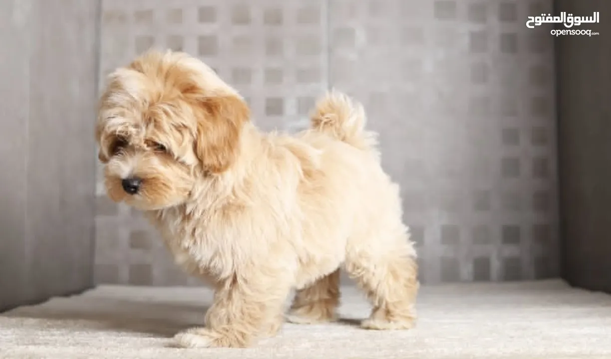 Maltipoo  جراء مالتيبو