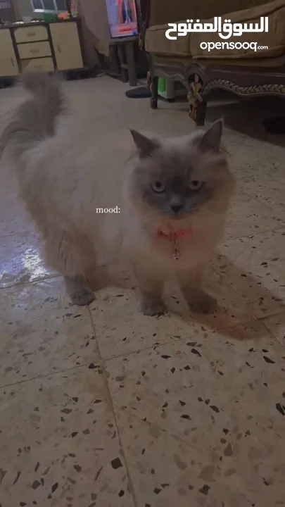 قطه سيامي شوكليت للبيع مع أغراضها