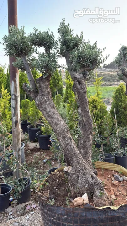 زراعه وصيانه الحدائق والمزارع
