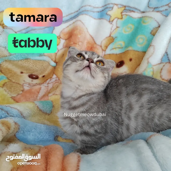 Premium kittens by German breeder in Dubai (250651271) السوق المفتوح