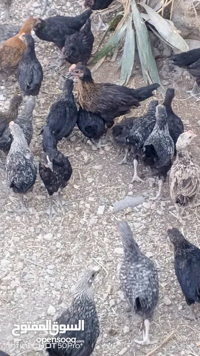 فرخات جاج بلدي سوبر