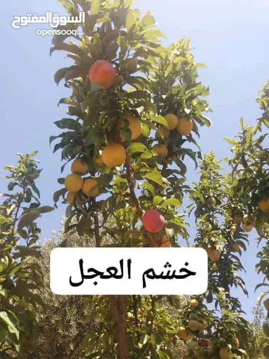 اقوى عروض بالمملكة   يوجد #مختصين #لتقليم #ورش #الاشجار #وصيانه #الحدائق