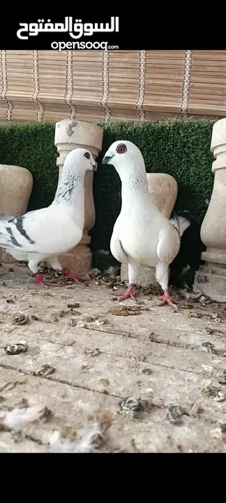 جواز وفردات كل اشي الو سعرو الاسعار بالوصف