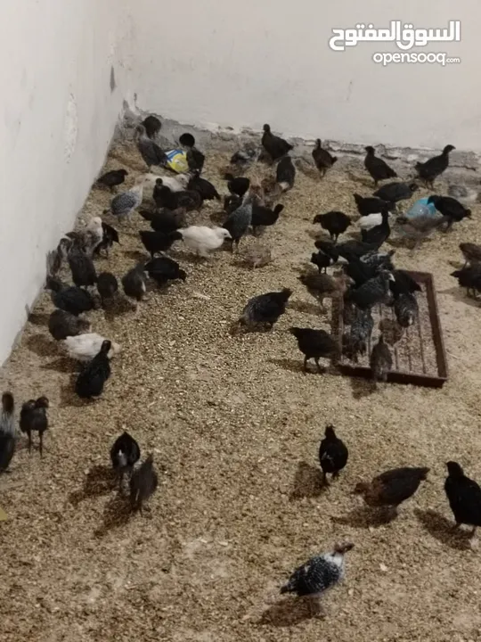 صوص عمر شهر ونص