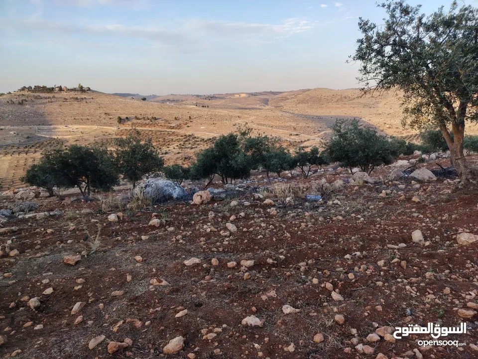 مزرعة لقطة مميزة مشجرة جرش دحل مساحة 3دونمات ونصف