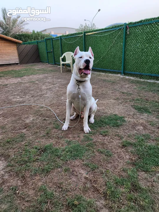 Dogo Argentino