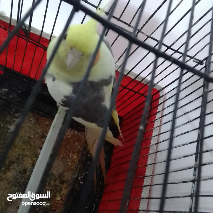 التواصل عبر الوتس اب عصافير حب وكوكتيل حجم جامبو كبير مفتلات والبينه وعادي