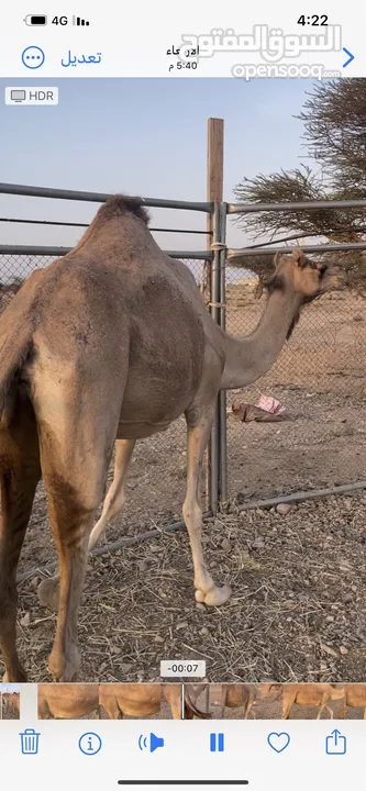 للبيع بوش حول 2 سمان ماشآءالله