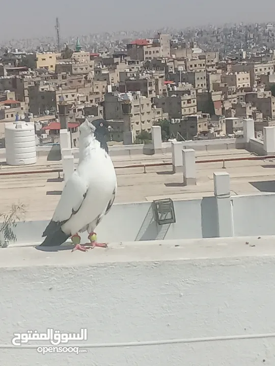 أرباش لبيع