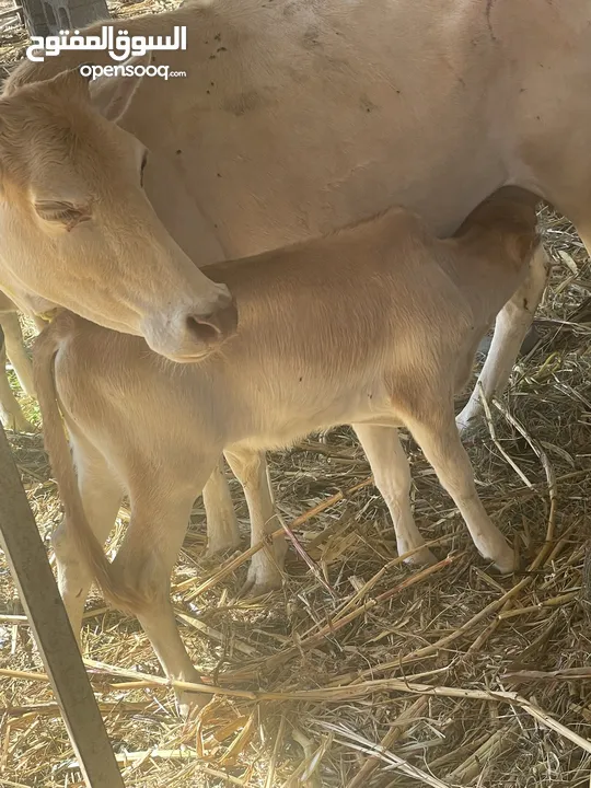 بقرة تحتها عجل عمانية زاهب الي يبا يربي لا يفوت صراحة