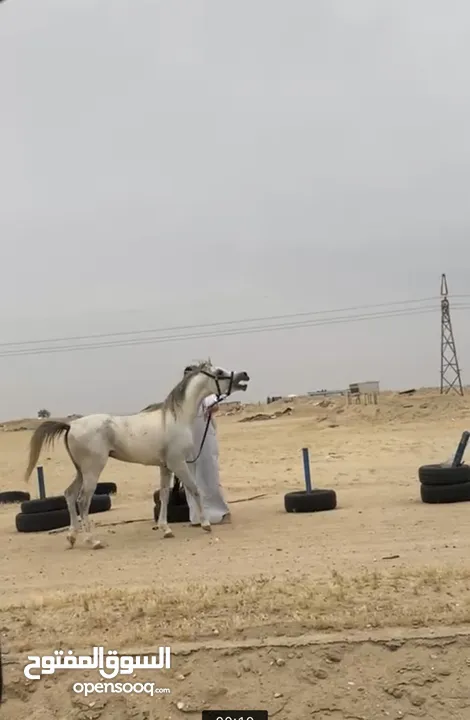 حصان مصري معسوف