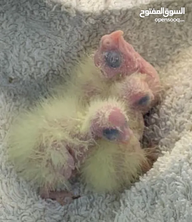 Cockateil chicks : small  and big chicks for hand taming