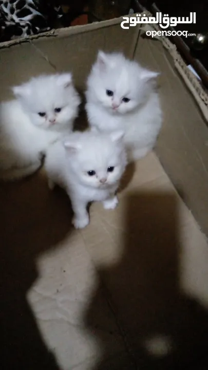 للبيع ثلاث قطط شيرازى لون ابيض قطنة عيون زرقاء عمر 45 يوم