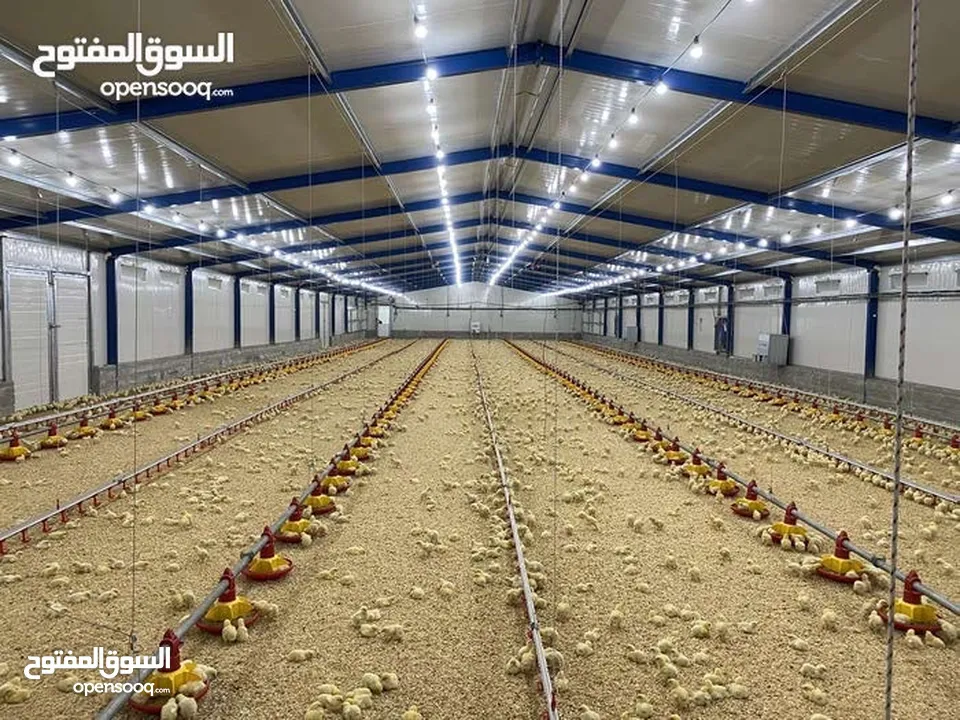 مستلزمات مزارع الدواجن الحديثة