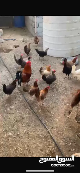 دجاج عماني بياض