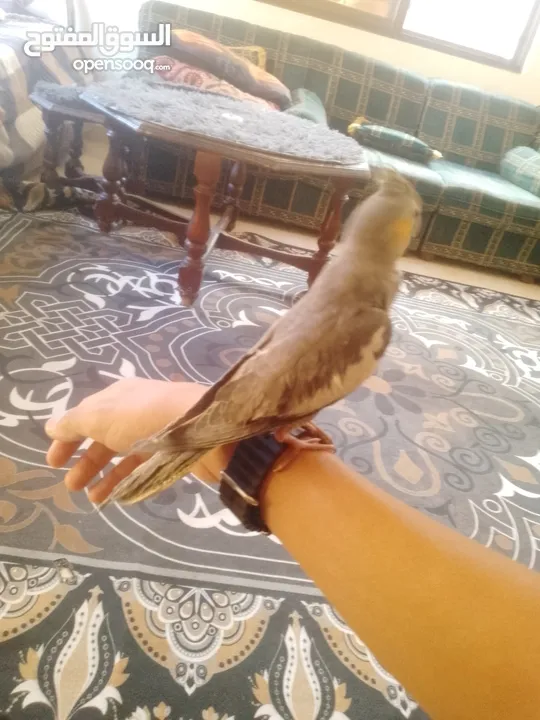ببغاء كوكتيل اليف جدنننننن