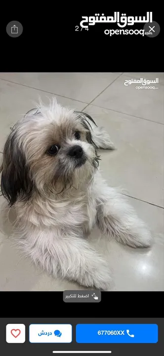 Shih tzue For contact whats only  6 months  Female