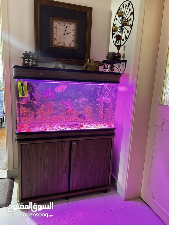 Fish aquarium for sale with fishes