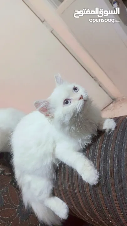 انثى شيراز هملايا عمر شهرين وذكر هملايا اورانج عمر 3شهور