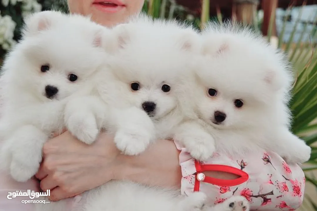 Pomeranian Puppies for sale