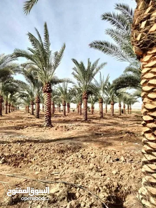 نخل مثمر جميع الارتفاعات