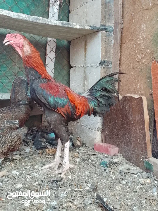 متاح ديك وفرخه باكستاني