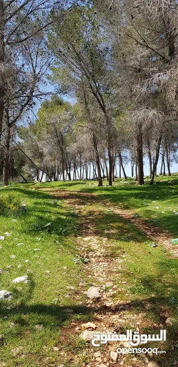 فيلا فاخرة على أرض 2000م تصنيف أ A, طابو – زاوية شارعين + مجلس ضيوف مستقل في طوباس