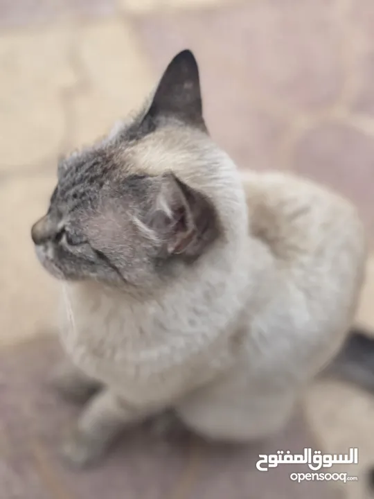 قطة فارسية للبيع