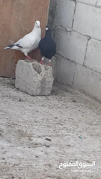 جوزين حلوات      بطارد على بيض